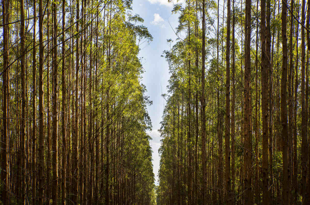 floresta de eucalipto da klabin
