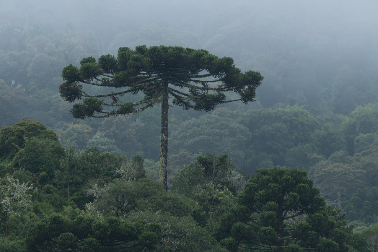 Fotografia de floresta envolvida em névoa, com uma araucária em destaque. O tronco é mais comprido e, no topo, galhos de expandem horizontalmente formando a copa.