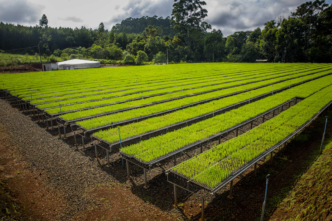 Imagem de mudas plantadas no viveiro da Klabin