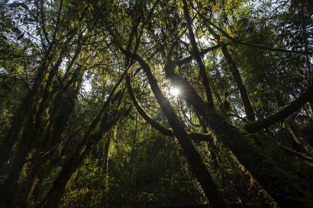 árvores em uma floresta com frestas de sol