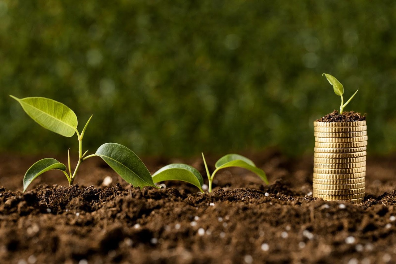 Imagem de três mudas de planta, sendo duas delas plantadas diretamente no solo e a outra plantada sobre uma pilha de moedas.