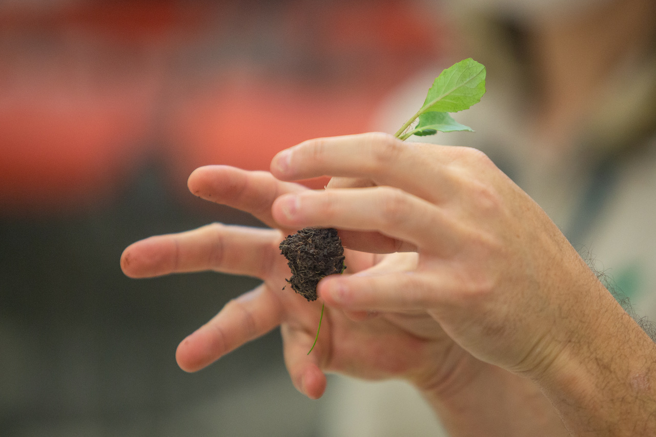 Imagem de duas mãos segurando uma muda de planta.