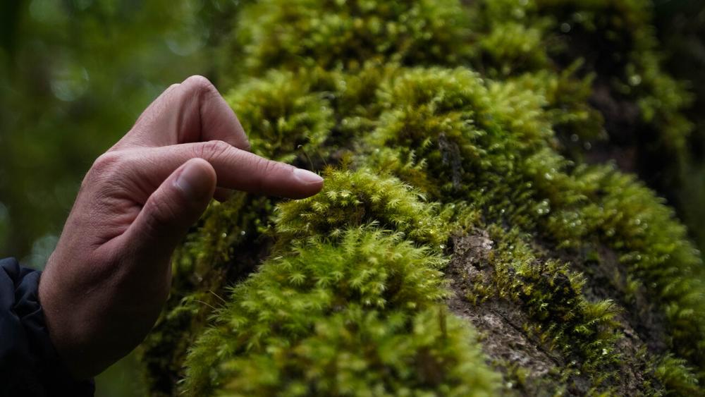 Mão tocando planta sobre um tronco de árvore.
