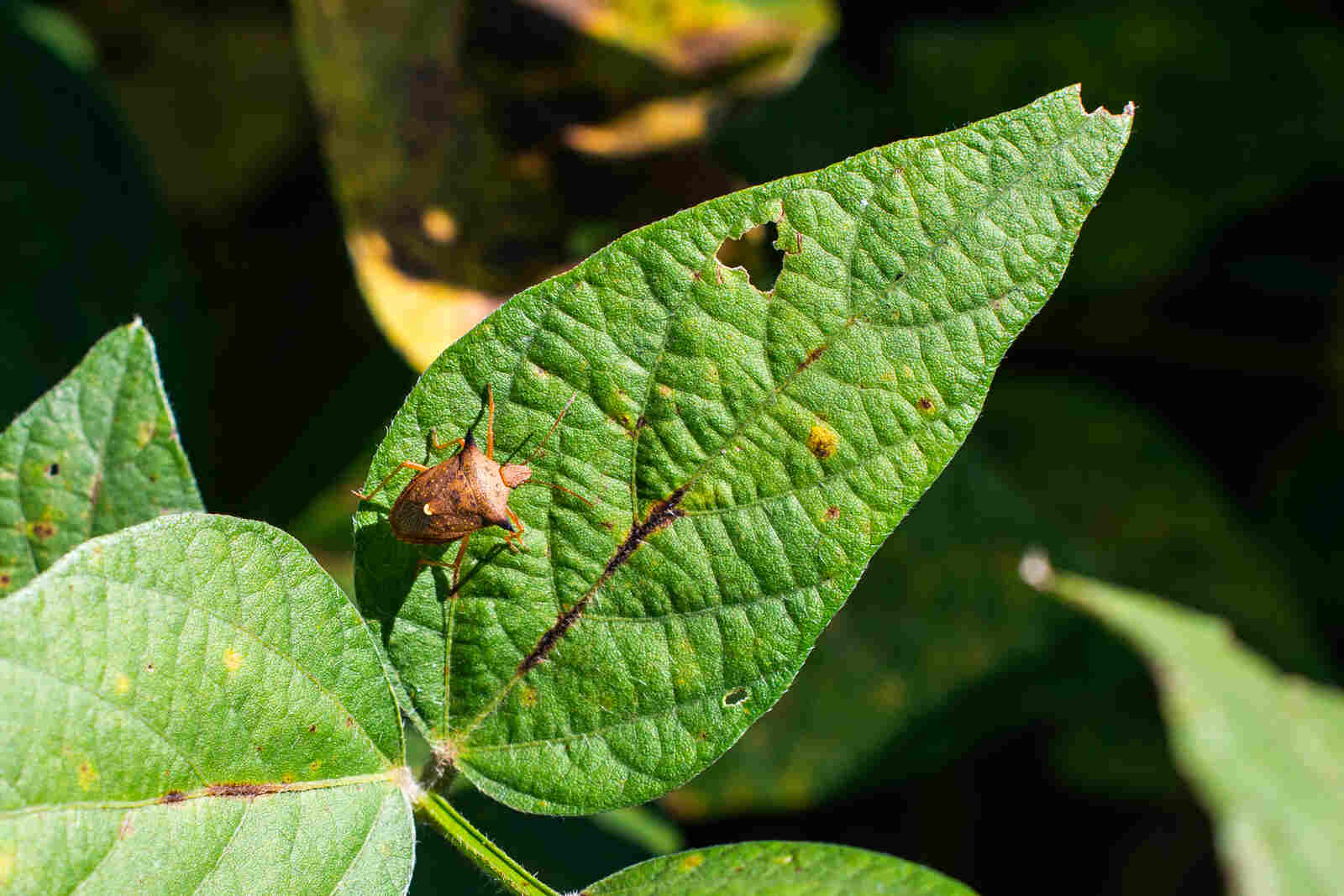 inseto em uma folha controle de pragas