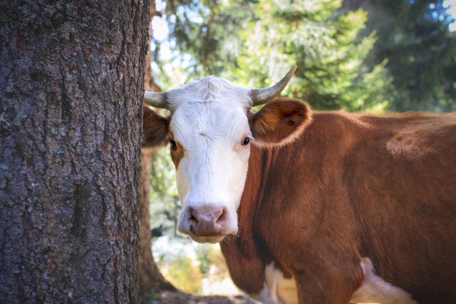 vaca no campo