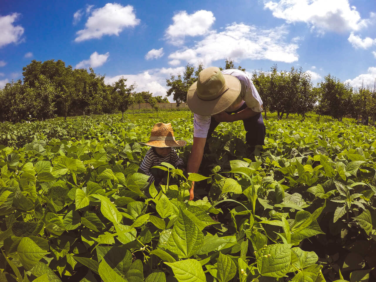 pai e filho cuidado da plantação de agricultura familiar