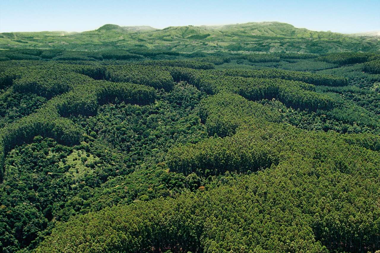 foto área de mosaico florestal na Fazenda Monte Alegre da Klabin