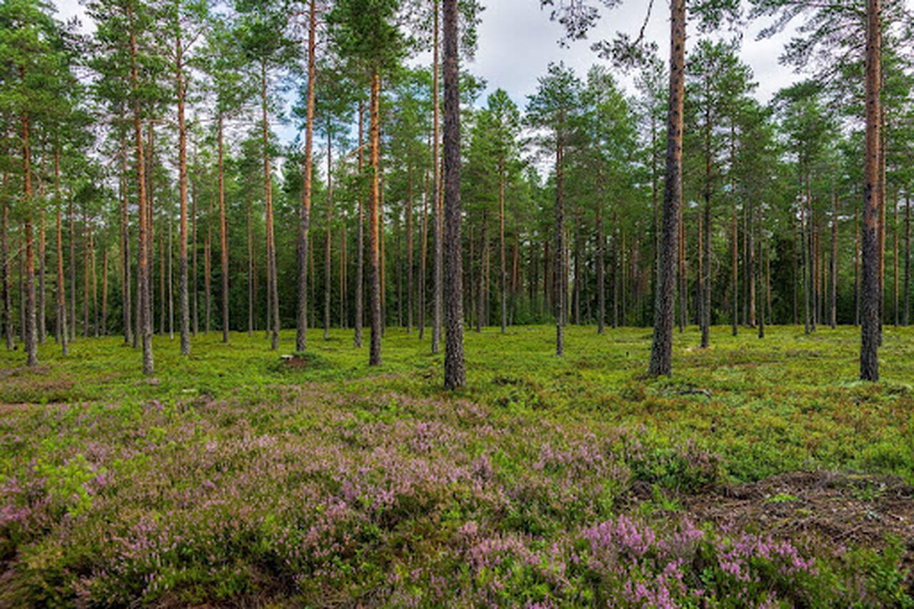 Imagem de campo com diversas árvores de Pinus plantadas.