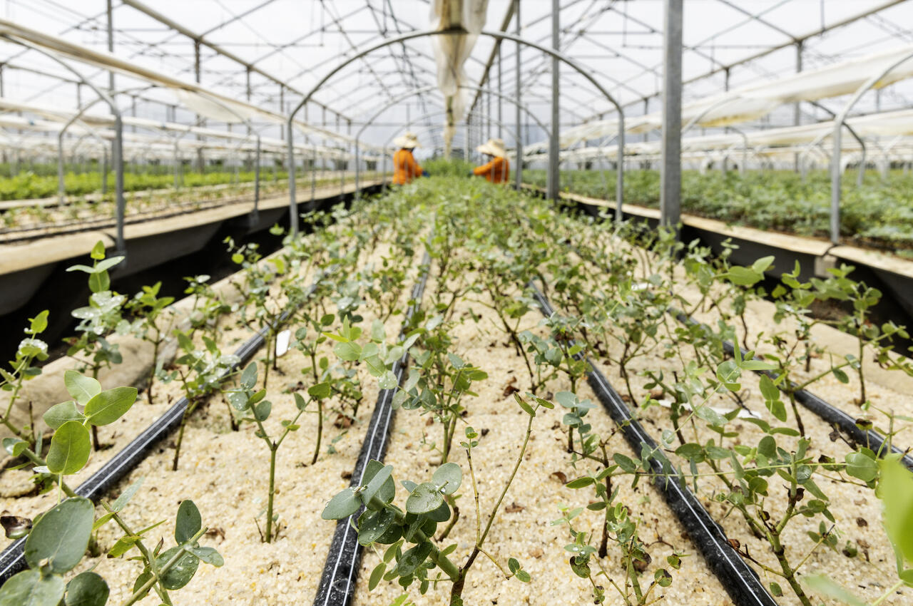 Mudas de planta.