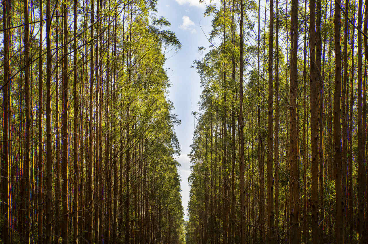 Corredor em uma floresta de eucaplipto da Klabin
