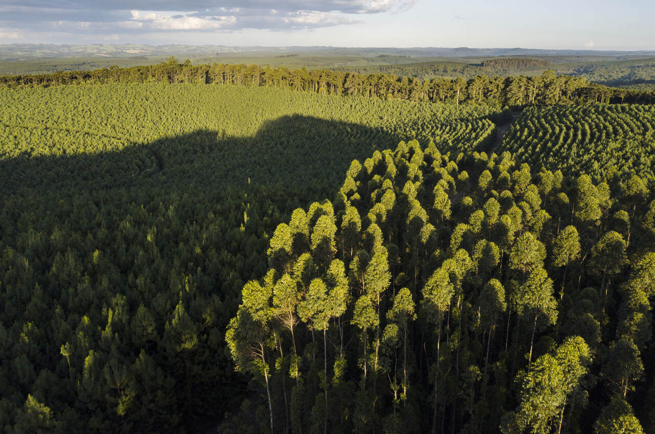 Unidade Florestal Klabin, com reflroestamento sustentável. Milhares de árvores de difetentes tamanhos plantadas no sistema mosaico