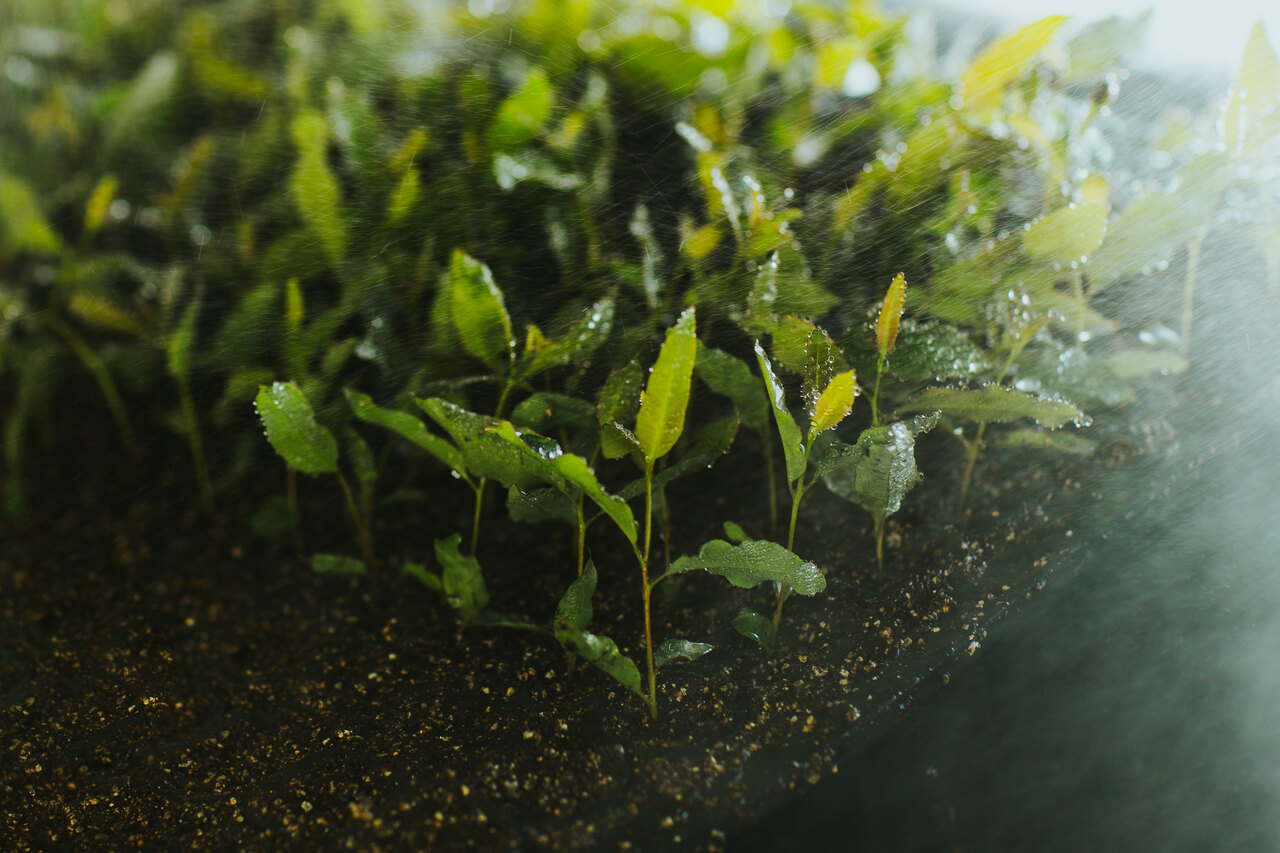 Imagem de diversas mudas plantadas sendo regadas.