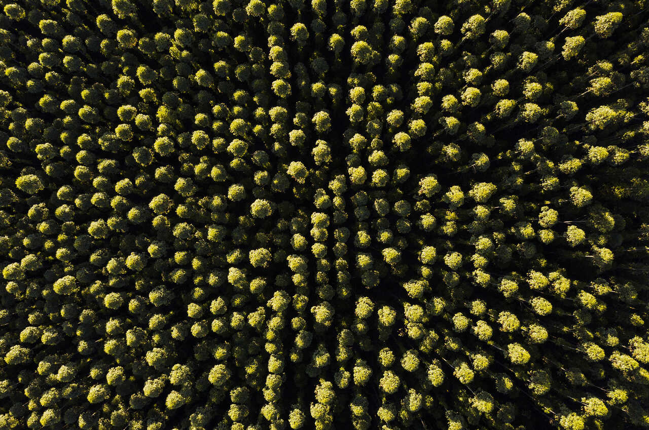 floresta em mosaico da klabin
